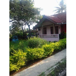 villa ciawi puncak bogor