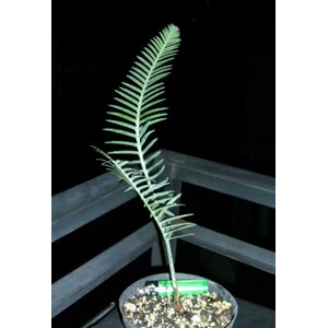 dioon mereolae