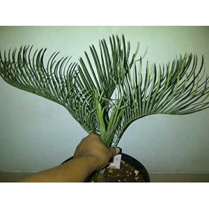 blue cycads cairnsiana