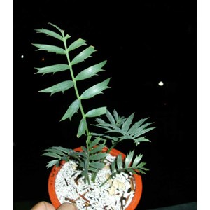 e.horridus 1 6 daun