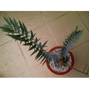 e.horridus 7 cm