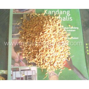 pakan burung : padi burung berkualitas