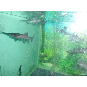 paddle fish