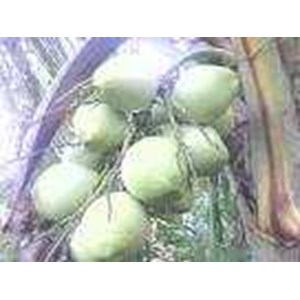 buah kelapa kopyor