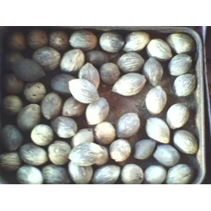 buah kelapa buntet kecil ( kode: 0010)