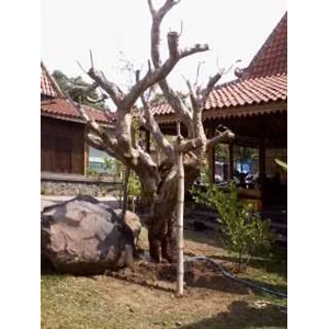 kamboja