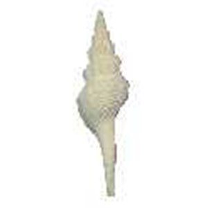 kerang white spindle