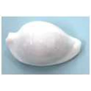 kerang egg cowrie