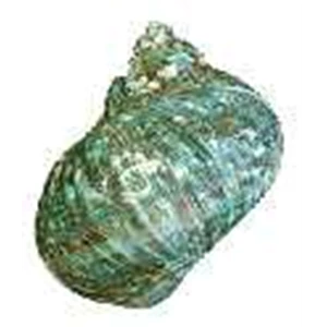 kerang turbo hijau natural