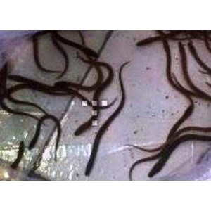 sidat bicolor