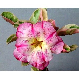 double king variegated