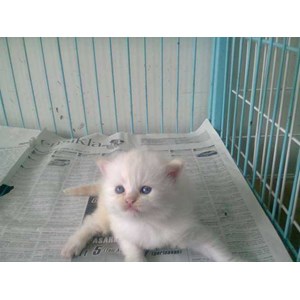 kucing persian