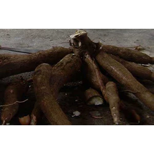 singkong ubi kayu