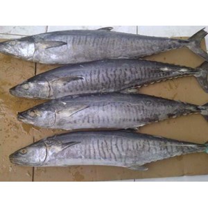 tenggiri ( spanish mackerel )-4