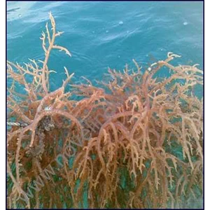 rumput laut