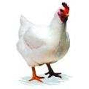 ayam broiler hidup