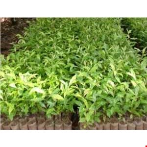 Bibit Cengkeh Zanzibar Umur 8 Bulan Oleh Cv Excellent Agro Sinjai Di Sinjai