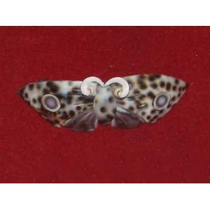 hairclip made from big cowrie tiger / penjepit rambut dari cangkang kerang cowrie