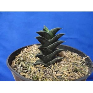fiscossa
