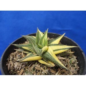 limifolia