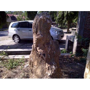 suseki fosil kayu