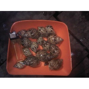 keong macan