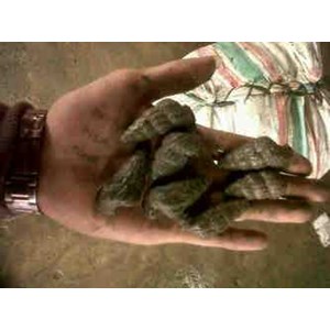 siput doceng