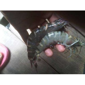 udang tiger
