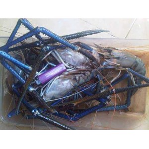 udang galah