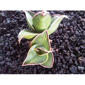 sansevieria pinguicula variegated