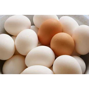 smarkit rapid test in eggs
