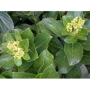 hortensia ~ hydrangea ~ hydrangea macrophylla ~ kembang bokor, ~ bunga tiga bulan warna putih, kuning, jingga, violet, merah, ungu * * sms= + 6285876389979 * * sms= + 6281326220589 * * sms= + 6281901389117 * * nurida789@ rocketmail.com