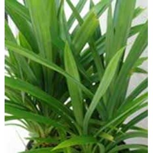 daun pandanwangi ~ pandanus ammaryllifolius ~ screwpine leaf 10pot * * sms= + 6285876389979 * * sms= + 6281326220589 * * sms= + 6281901389117 * * nurida7899@ yahoo.com