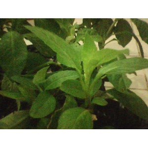 sambung nyawa( dried leaves) ~ gynura procumbens ( lour.) merr. ~ famili: asteraceae ~ genus: gynura ~ spesies: gynura procumbens ( lour.) merr.= 3~ 5kg * * sms= + 62858-763-89979 * * sms= + 6281-32622-0589 * * sms= + 6281901389117