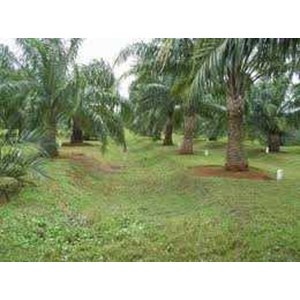 lahan kelapa sawit di sulawesi