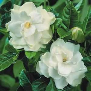 gardenia jasminoides ellis kaca piring, kaca putih ( gardenia jasminoides ellis) > > sedia daun hijau segar kaca piring sebanyak 3kg/ box untuk tanaman dekorasi > > sms= + 6281326220589 > > sms= + 6281901389117 > > sms= + 6285876389979 > > email= nurida78