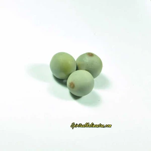 buah bambu | buah batu | buah qorek jilanalon kode: 0280-1