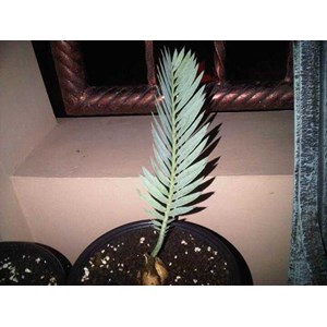 encephalartos eugene maraisii 3 cm ( terjual)
