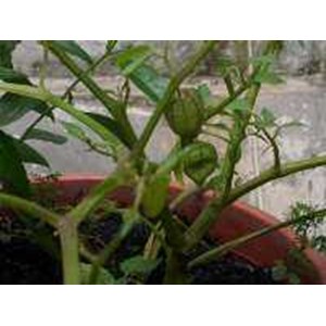 mullaca ~ bolsa mullaca ~ physalis peruviana ~ indonesian ciplukan ~ cecendet ~ ceplukan, cecendet * * sms= + 6281-32622-0589 * * sms= + 6281-901-389-117 * * sms= + 62858-763-8 9979 * * nurida479@ yahoo.com