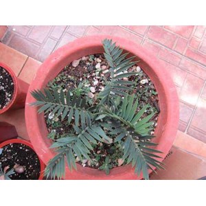encephalartos lehmanii 3 cm ( terjual)