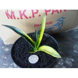 sansevieria midnight fountain varigated anakan