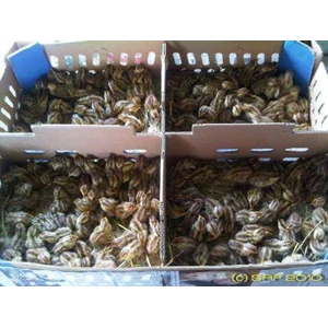 bibit puyuh doq dan karkas puyuh-1