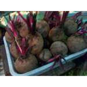 betroot~ bit ~ beta vulgaris l. famili chenopodiaceae ~ ready fresh bit= 10-20kg * * sms= + 6285876389979 * * sms= + 6281326220589 * * sms= + 6281901389117 * * nurida479@ yahoo.com