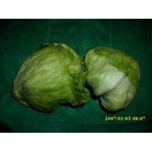 lettuce head ~ selada indonesia, mustard taiwan ~ lettuce ~ head lettuce ( internasional) lactuca ~ lactuca sativa * * sms= + 6281-32622-0589 * * sms= + 6281-901-389-117 * * sms= + 62858-7638-9979 * * dipokusumo01@ yahoo.com