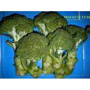 sayur brokoli broccoli ~ brassica oleracea. ~ sedia sayuran brokoli segar 20kg * * sms= + 6281326220589 * * sms= + 6281901389117 * * sms= + 6285876389979 * * email= nurida479@ rocketmail.com