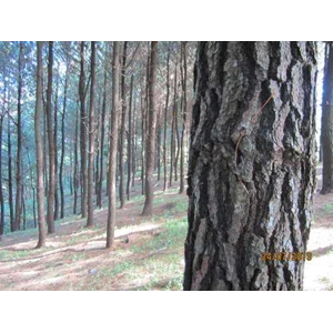 forest chemical product