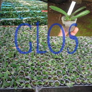 bibit anggrek, bibit bulan, bibit phalaenopsis, orchids seedling, phalaenopsis seedling, anakan anggrek