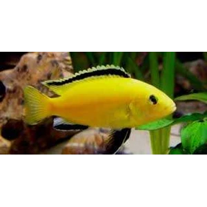 lemon fish