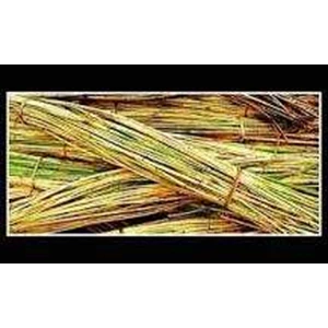 rotan