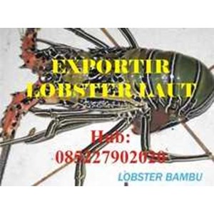 pembeli jual beli harga budidaya lobster air laut aceh sabang sigli lhokseumawe lagsas tapaktuan meulaboh hub 085227902020